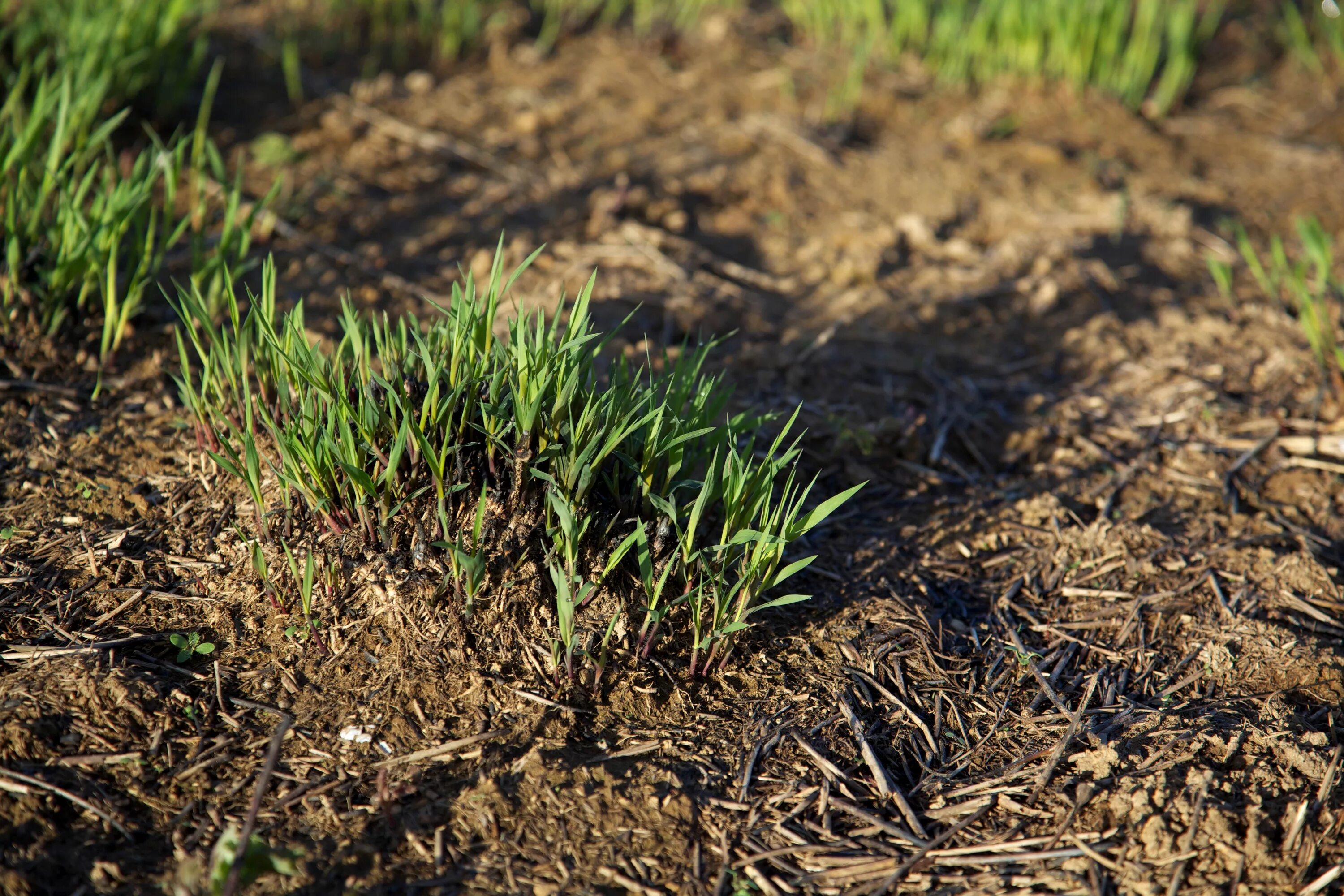 Темная трава. Зеленая трава фото. Biopon зелёная трава выращивание. Sea grass seedling transplanting device. Grass крипта