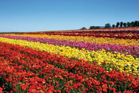 The flowers
