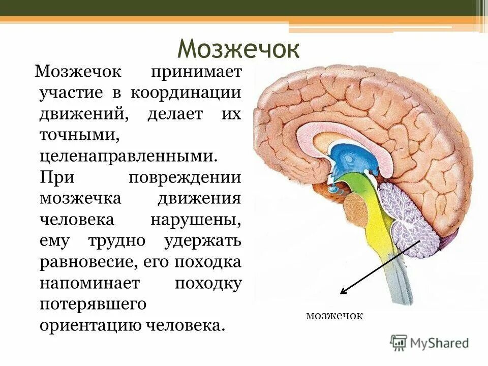 Функции отделов головного мозга мозжечок. Мозжечок отдел головного мозга строение и функции. Строение мозжечка в головном мозге. Структура мозжечка в головном мозге. Головной мозг человека включает