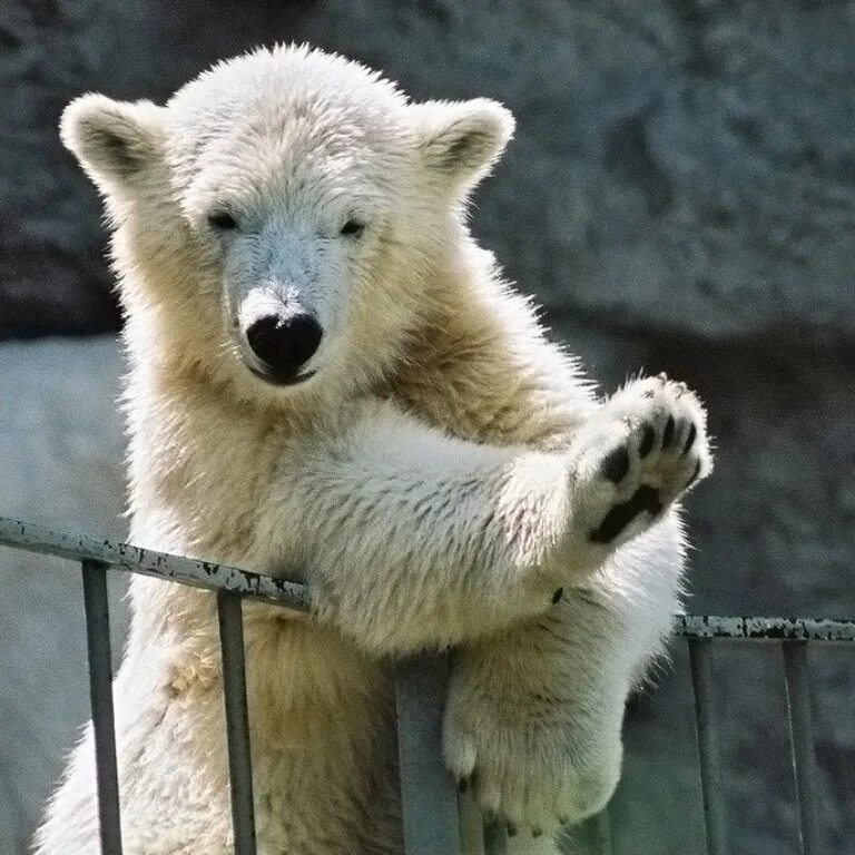 Привет медведь читать. Белый медведь Ursus maritimus. Привет медведь. Медвежонок. Привет Медвежонок.