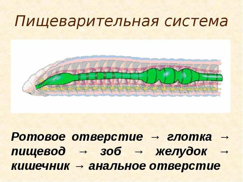 Ротовое отверстие глотка. Пищеварительная система кольчатых червей схема. Схема пищеварения кольчатых червей. Строение пищеварительной системы кольчатых червей. Пищеварительная система кольчатых червей 7 класс.