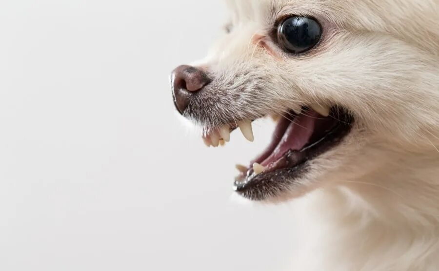 Собака показывает зубы. Маленькая собачка показывает зубы. pomeranian teeth. аниме щенок показывает зубы.