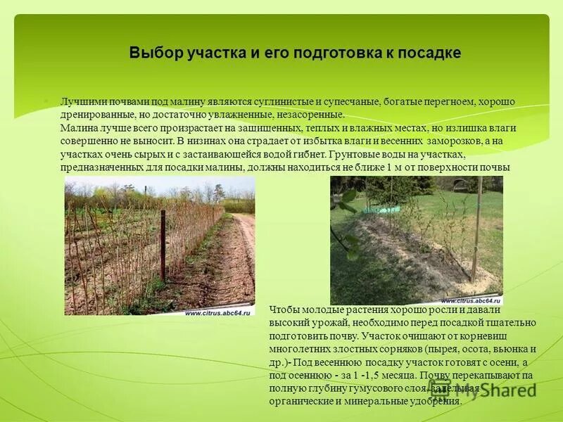 Какую почву малине. Какую почву малине. Посадкаремонтанмалинывесной. Траншейный метод посадки малины. Посадка малины весной.