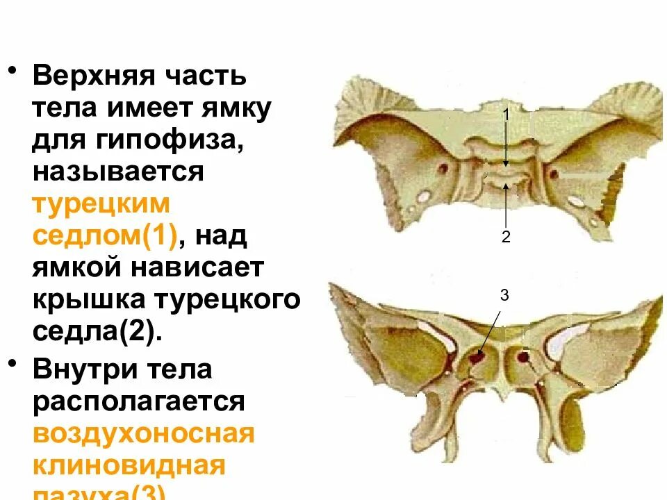 Турецкие седло кость. Клиновидная ямка клиновидной кости. Клиновидная кость черепа турецкое седло. Клиновидная кость черепа гипофиз. Спинка турецкого седла клиновидной кости.