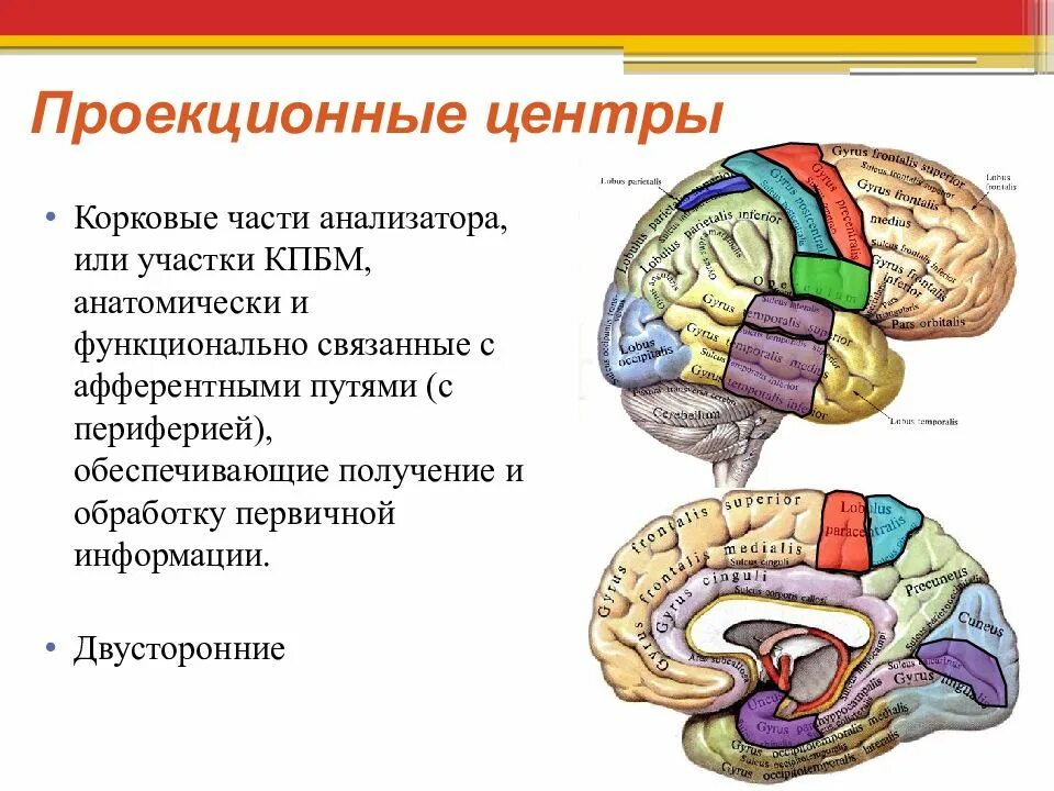 Высшими корковыми функциями являются