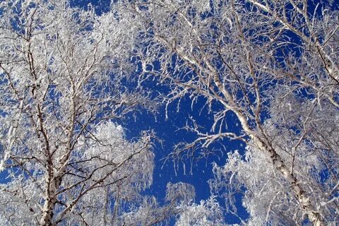 Silver snow