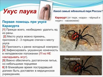 Разрешенный размер паука