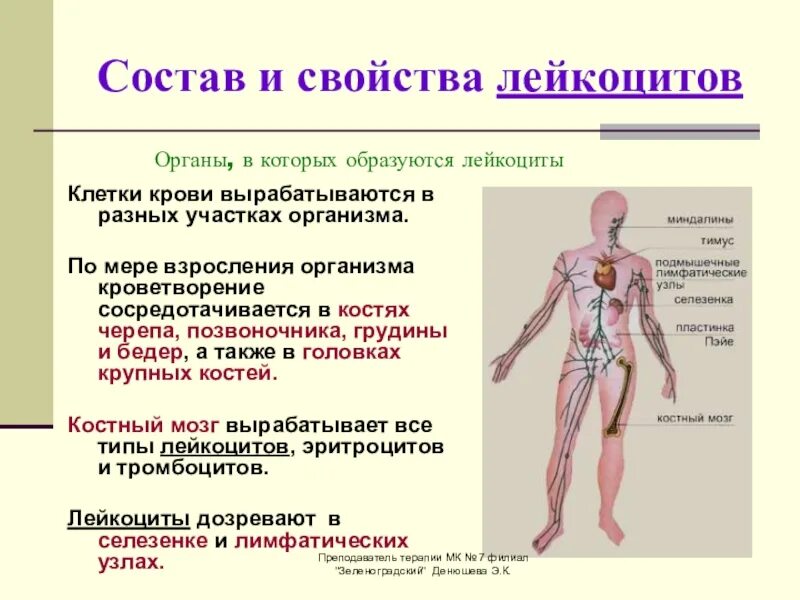 Органы образующие кровь. Образование крови в организме. Костный мозг вырабатывает лейкоциты. Органы которые вырабатывают кровь. Какой орган кроветворный