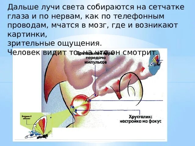 Исследовательская работа про глаза. Зрительные ощущения возникают в. Формирование зрительных ощущений происходит в. Как далеко может видеть человеческий глаз. Как далеко можно увидеть