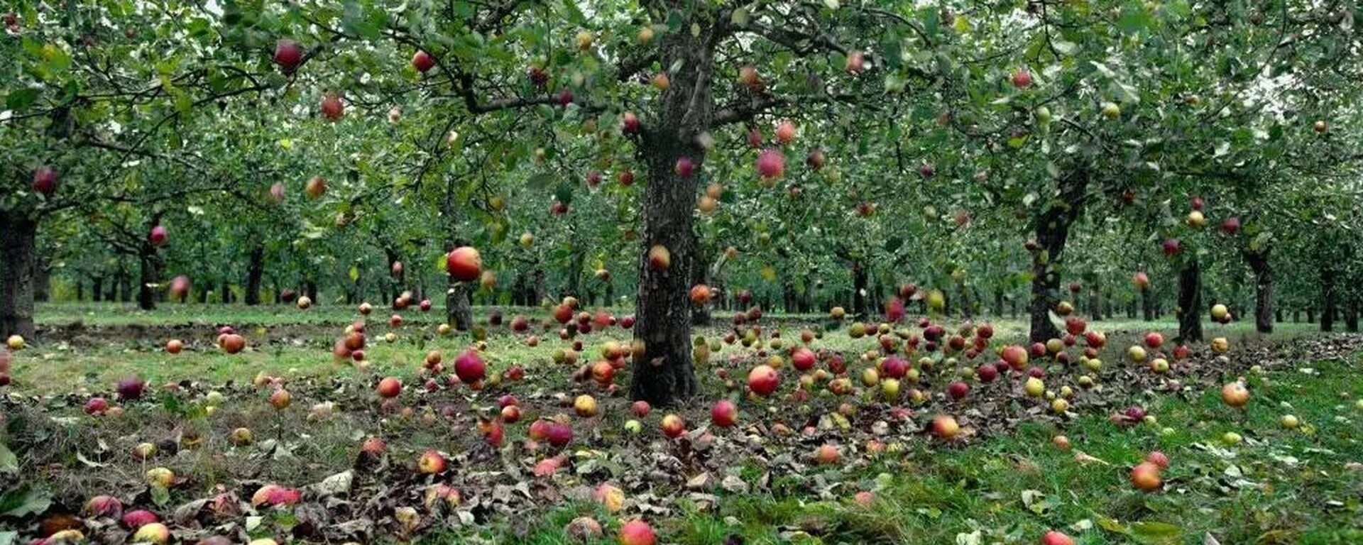 Яблоки не падают никогда отзывы. Яблоневый сад виплодах США. Фруктовый сад Малиновского. Яблоня в саду. Яблоневый сад с яблоками.