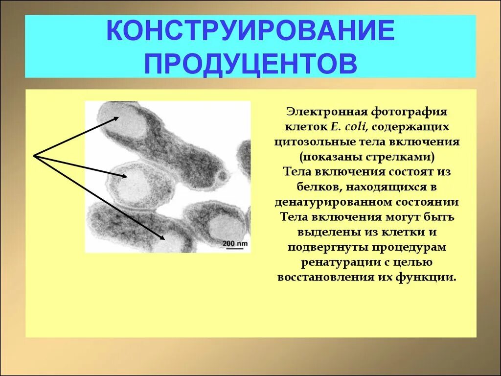 Продуценты в биотехнологии. Понятие о селекции резистентных штаммов. Микроорганизмы-продуценты пример. Продуцентами антибиотиков являются. Конструирование продуцентов, микробиологический синтез.