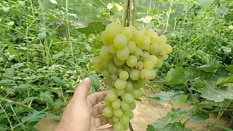 Виноград 6