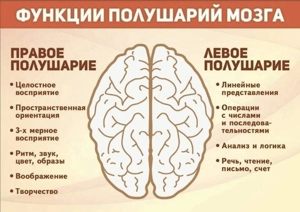 За что отвечает левое и правое полушарие головного мозга. Право ЕИ оевое полушария. Право ЕИ левое полушаерие. Левое полушарие мозга.