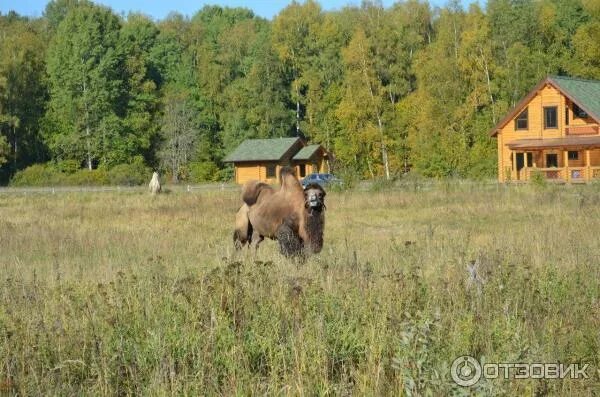 Сафари паркъ, деревня гамзюки. Дендрарий кивач музей-заповедник. Сафари парк медынь. Гамзюки калужская область. Сафари парк калужская область гамзюки.