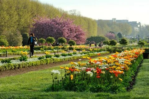 Des plantes
