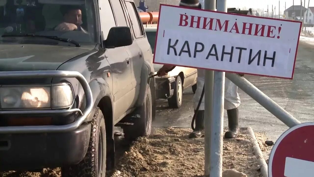 Карантин добавили. Карантин по туберкулезу на ферме. африканская чума свиней.