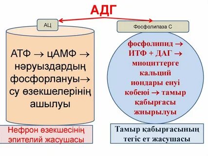 Кальций атф