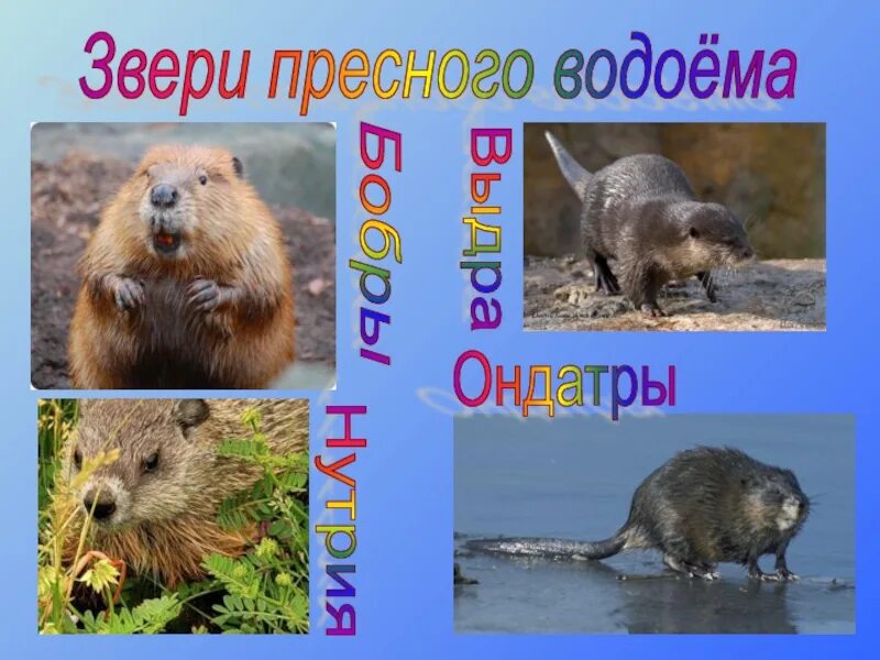 Какие животные пресных водоемов