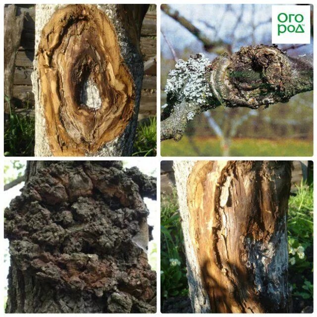 Apple Bark Disease Online bellady.by