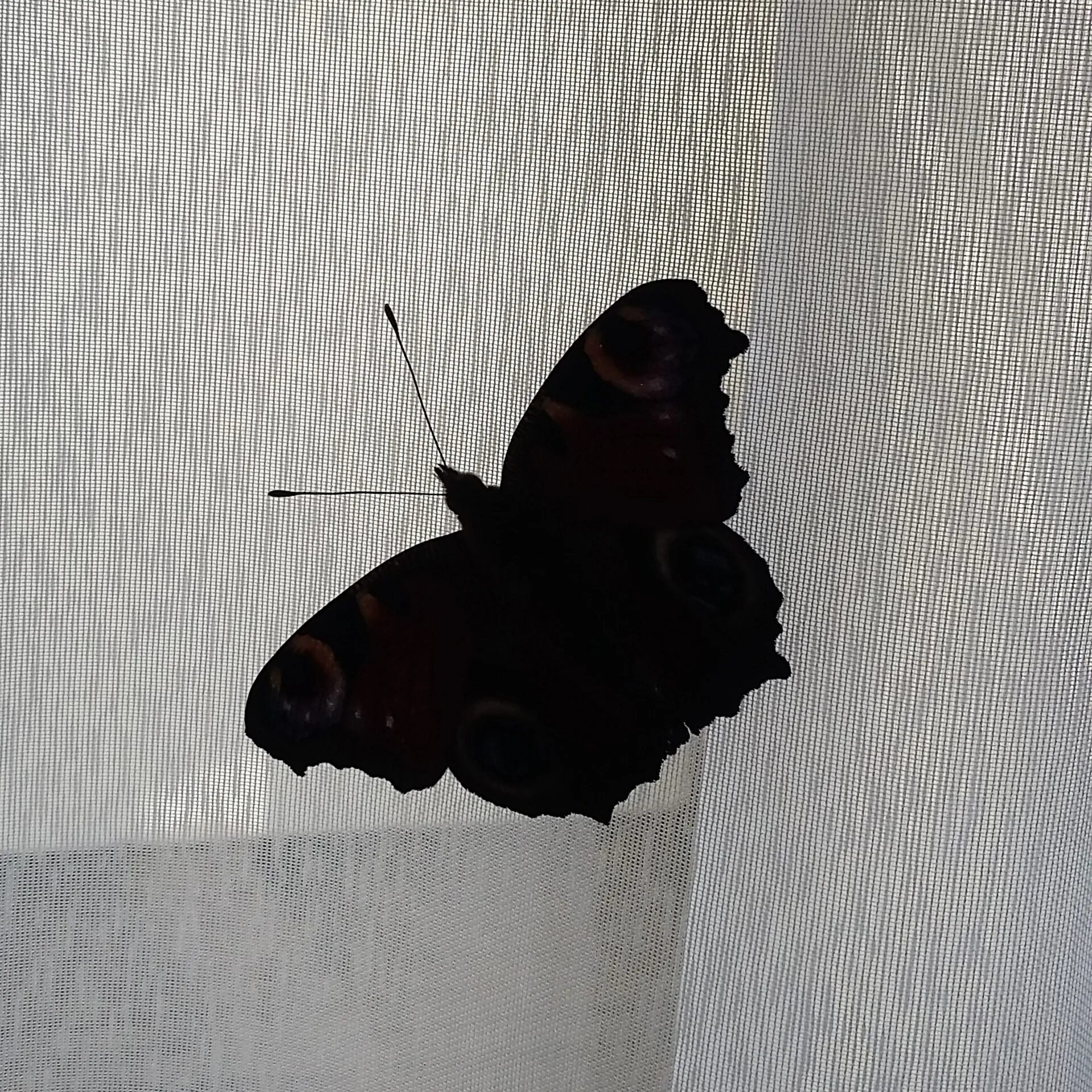 Сохранение темных бабочек в результате. Бабочка черная. Черный мотылек. Бабочка черного цвета. Бабочка черная с белыми пятнами.