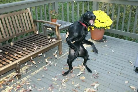 It isn t a dog
