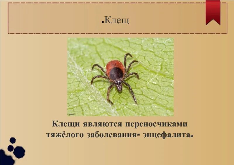 Таежный клещ переносчик. Переносчики клещевого энцефалита и клеща. Клещевой энцефалит возбудитель и переносчик. Является переносчиком. Иксодовые клещи являются разносчиками.