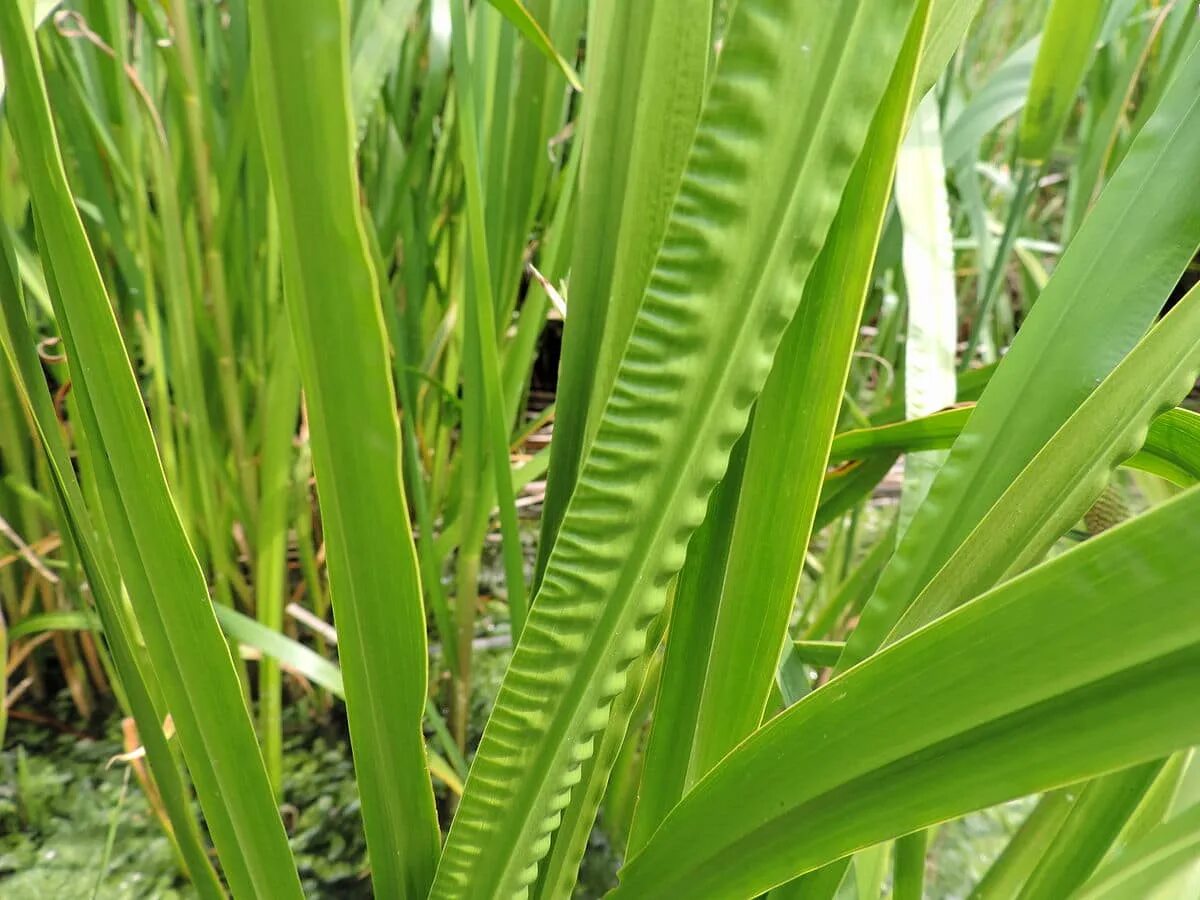 АИР обыкновенный - Acorus Calamus. АИР болотный (Acorus Calamus). АИР болотный (Acorus Calamus) p9. Acorus Calamus 'Albovariegatus'.