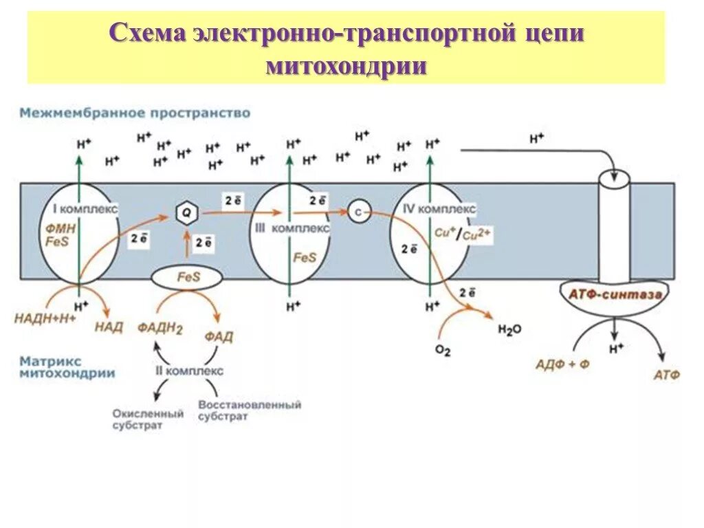 Пути фосфорилирования атф. Синтез АТФ электронно транспортная цепь. Дыхательная цепь и окислительное фосфорилирование. Схема окислительного фосфорилирования биохимия. Электронтранспортная цепь митохондрий схема.