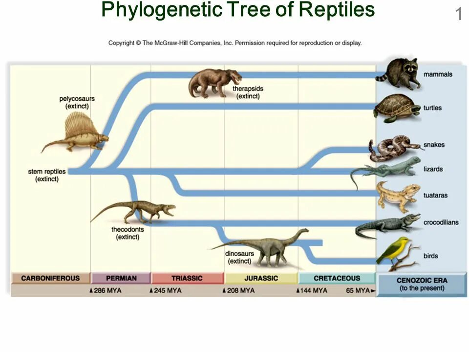 Reptiles mammals. Reptile Эволюция. Эволюционный ряд животных. Эволюционное развитие птиц. Reproduction of Reptiles.