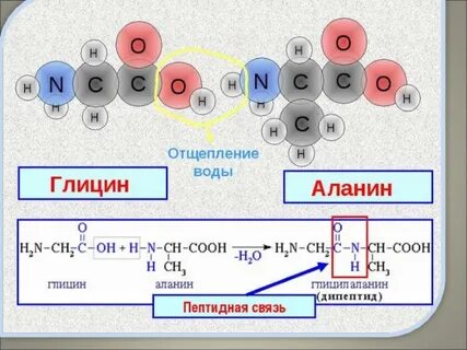 Глицин связи