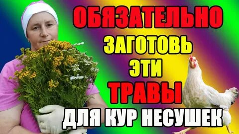 Какую траву дают курам