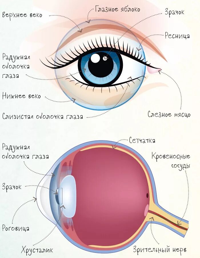 Элементы органы зрения. Анатомическое строение глаза человека схема. Состав человеческого глаза. Внутреннее строение глаза. Строение глаза человека снаружи.