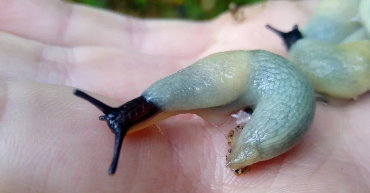 Слизняк белый. Слизняк обыкновенный. Слизнь. Слизнь. Слизень arion.