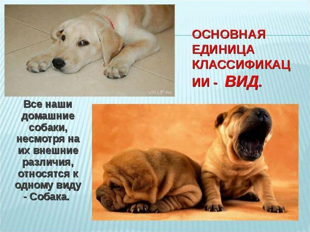 Систематика собаки домашней. Виды собак биология. вид собака домашняя систематика. собака тип класс.