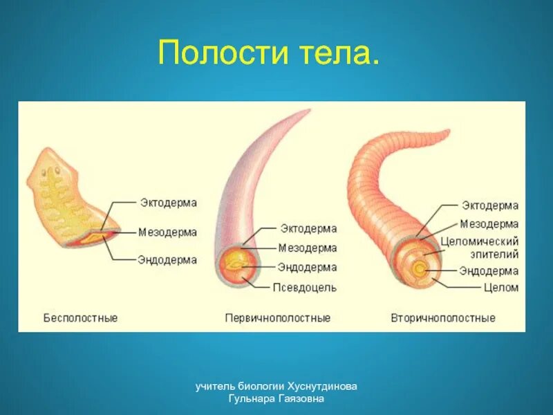 Животное имеет выраженную вторичную полость тела. Первичная полость и вторичная полость. полости тела. эволюция полости тела. первичная и вторичная полость тела у животных.