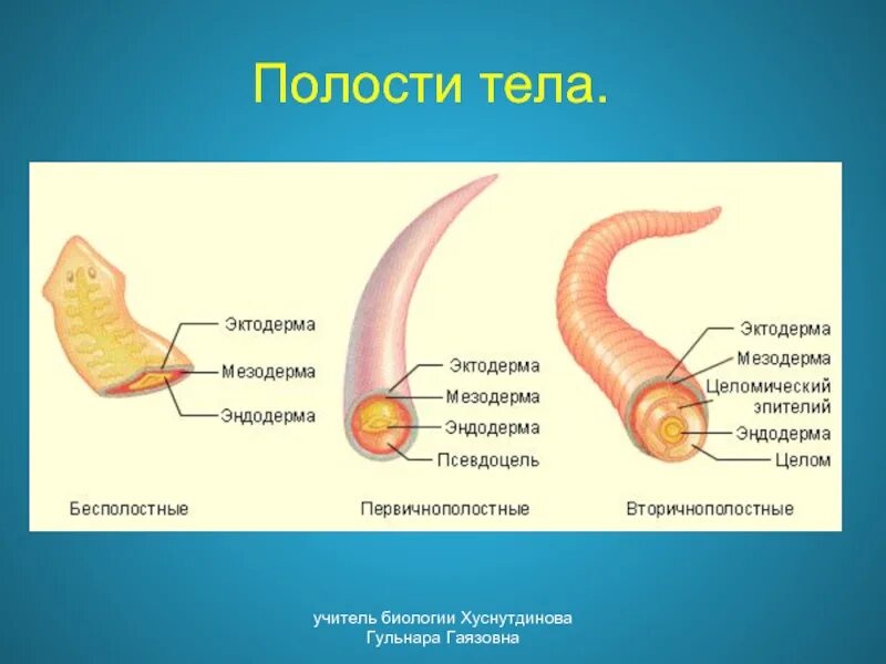 Эволюция полостей тела животных. Первичная полость и вторичная полость. Полости тела. Эволюция полости тела. Первичная и вторичная полость тела у животных.