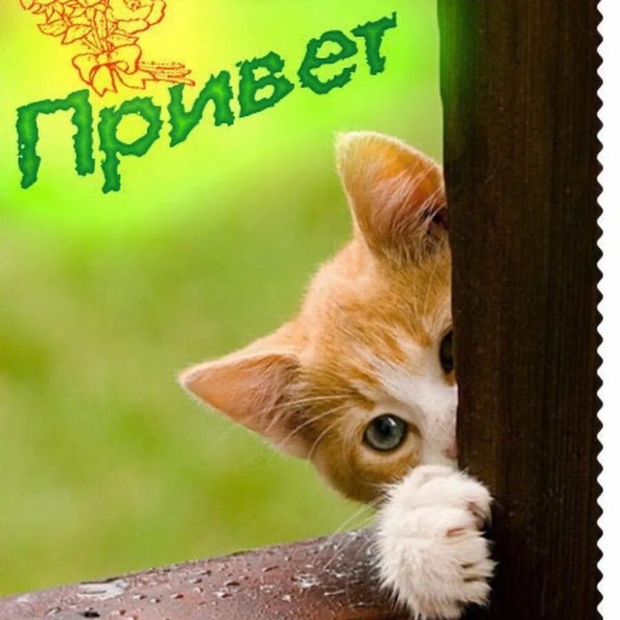 Котик доброе утро видео. Доброе утро с рыжим котом. рыжий котенок осень. доброе утро осень кот. доброе осеннее утро с котиками.