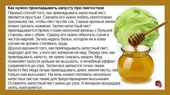 Можно ли растирать при кашле. Капустный лист с медом при кашле. Компресс капустный лист с медом. Капустный лист с медом от кашля ребенку. Мед и капустный лист при кашле грудничку.