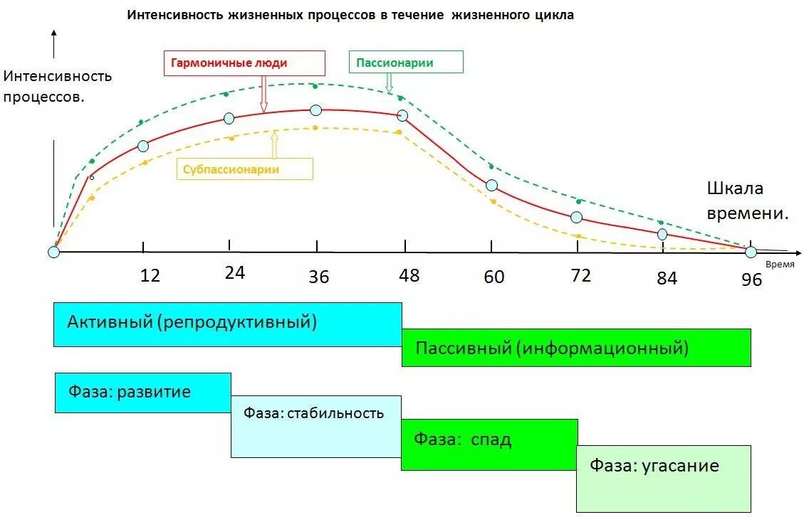 Правильный цикл. Жизненный цикл развития человека. Циклы развития человека 7 лет. Этапы жизненного цикла человека. Жизненный цикл человека схема.