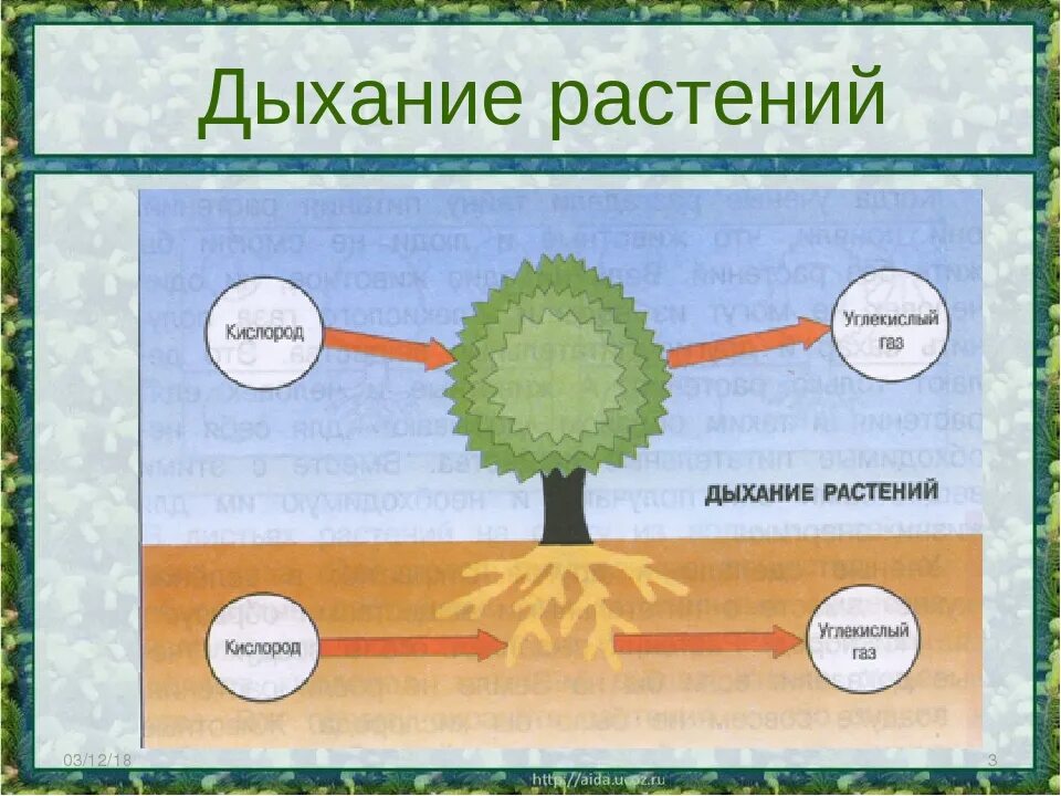 Схема дыхания и питания растений. Схема питания и дыхания растений 3 класс. питание и дыхание растений 3 класс окружающий мир. схема дыхания растений 3 класс окружающий мир. схема дыхания растений 3 класс.