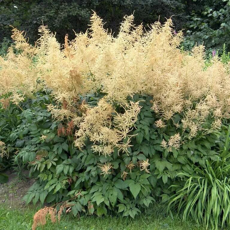 Волжанка двудомная (aruncus dioicus). Волжанка двудомная (aruncus dioicus). Волжанка арункус обыкновенная. Волжанка садовая. Волжанка двудомная (aruncus dioicus).