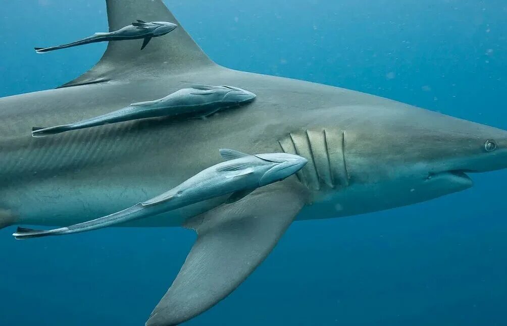 Акулья Ремора (Remora Remora). Carcharhinus limbatus. Комменсализм акула.