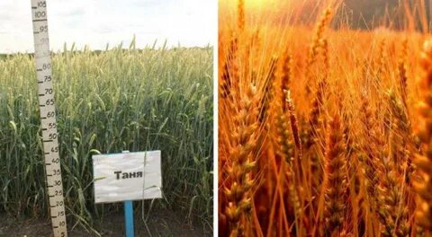 Пшеница таня