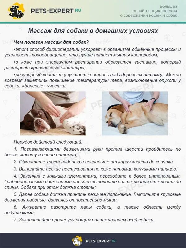 Массаж задних лап собаки. Массаж для собак. массаж для собак как делать.
