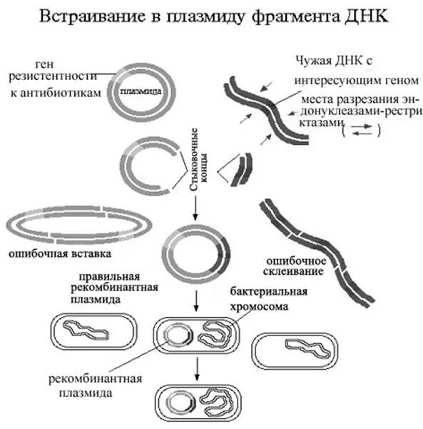 Схема получения рекомбинантной плазмиды. Метод рекомбинантных плазмид схема. Метод рекомбинантных плазмид последовательность. Метод получения рекомбинантных плазмид. Встраивание гена инсулина в плазмиду