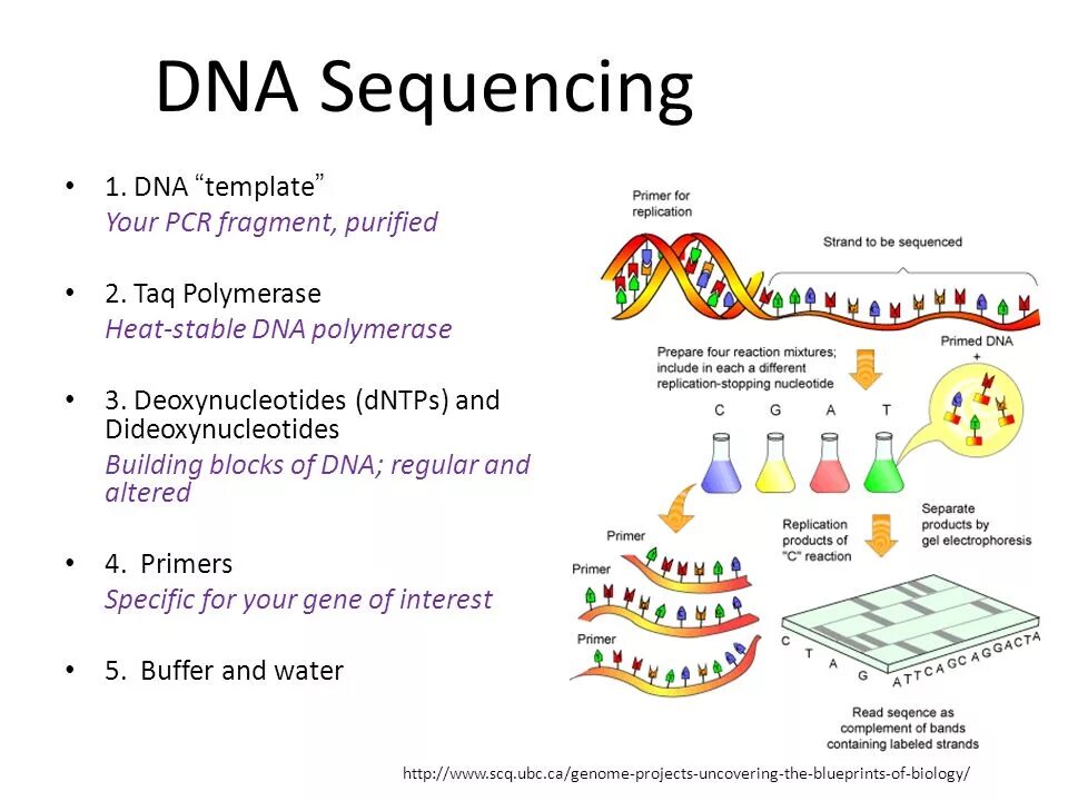 Dna sequence