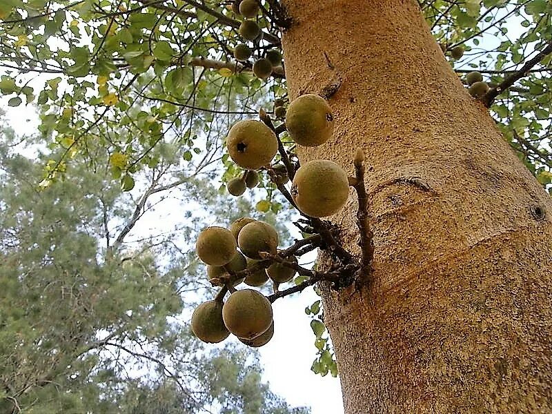 Ficus sycomorus фикус сикомора. Инжир и сикомор. Фиговое дерево сикомор. Дерево сикомора Египет.