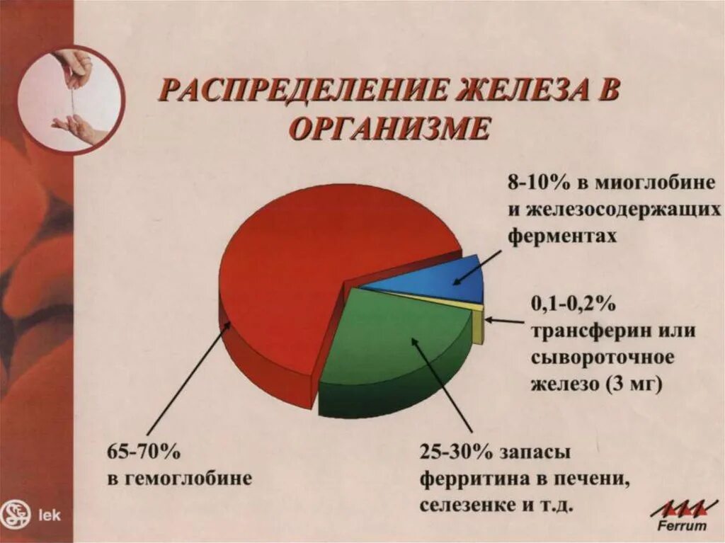 Железо элемент в организме. Железа в органах и тканях. Иоль желез в организме человека. Обментжедеза в организме. Железо роль в организме человека.