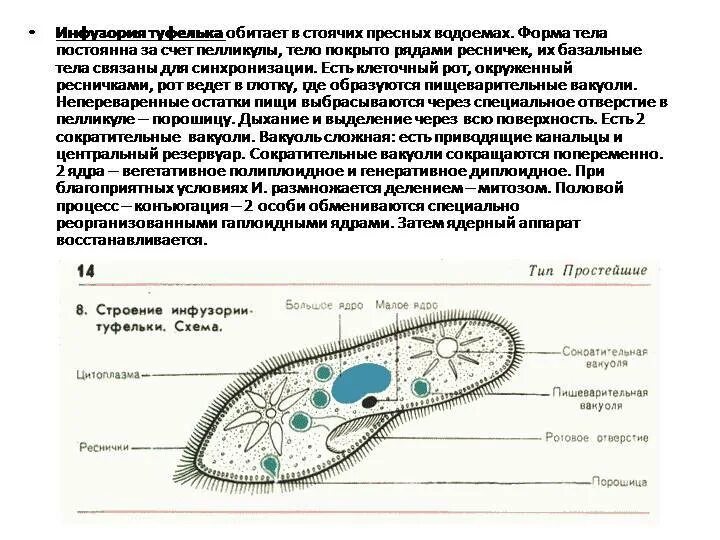 Тип питания инфузории туфельки. Вид питания инфузории туфельки. Инфузория туфелька процесс питания.