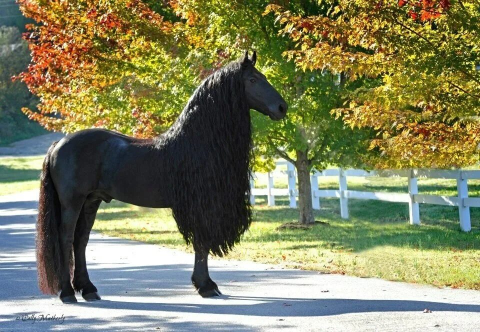 Фредерик Великий Фризская лошадь. Фриз Фризская лошадь.